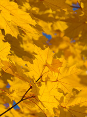 Beautiful autumn leaves