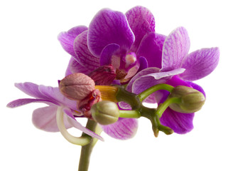 Fototapeta premium Two violet orchids 