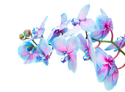Fototapeta stem of blue orchids