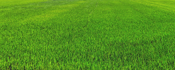 Naklejka na ściany i meble Rice field green