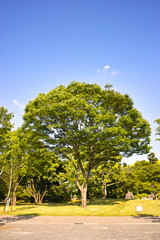 静岡　駿府城公園、けやきの大木