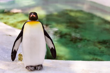 Cercles muraux Pingouin ペンギン