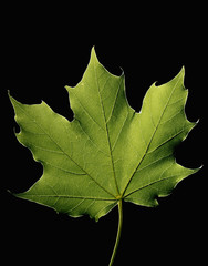 Maple Leaf