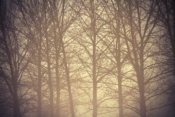 abstract view of misty forest