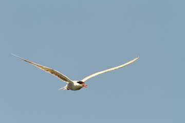 common tern flying towards the camera
