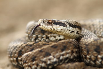 detail of a meadow adder