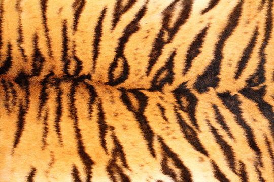 black stripes on tiger textured pelt
