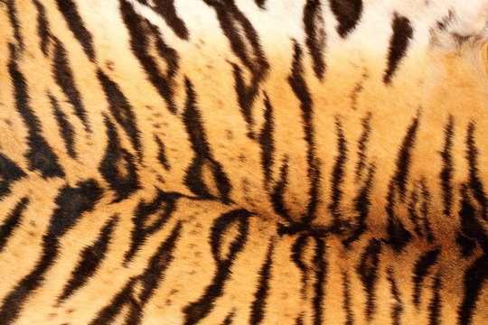 black tiger stripes