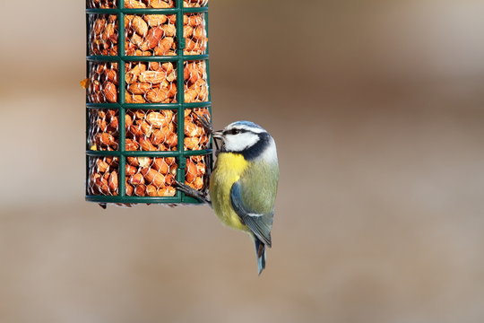 blue tit on garden bird feeder