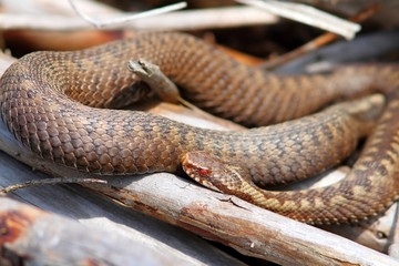 orange female common adder