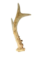Papier Peint photo autocollant Cerf corne isolée de chevreuil