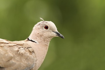 turtledove portrait on green background