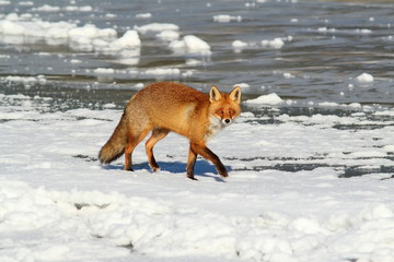 wild red fox on ice