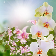 Naklejka na ściany i meble Beautiful exotic flower orchid