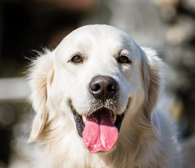 Close-up portrait of white Golden Retriever dog, square size.