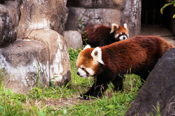 The red panda or lesser panda