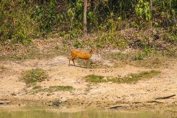 Barking Deer in forest
