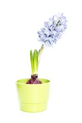 hyacinth