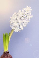 hyacinth