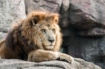 Obraz na płótnie Canvas A male lion staring back