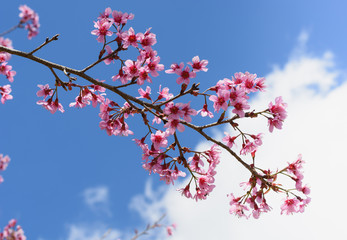 Little flowers with branch