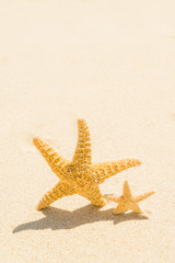 Fototapeta na wymiar Two starfish with ocean , beach and seascape, shallow dof