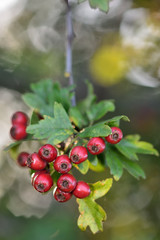 Hawthorn (Crataegus monogyna). Red haws, or hawthorn berries, on a branch with leaves