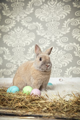 Hase versteckt die Eier