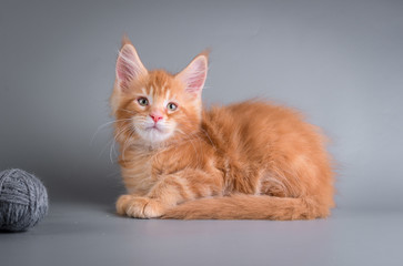 Maine Coon kitten on a gray background with a ball/Maine Coon kitten on a gray background with a ball.