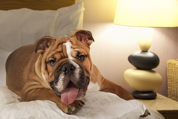 English Bulldog lying on the bed