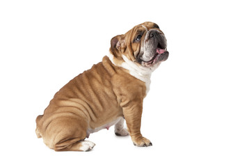 English Bulldog isolated on white