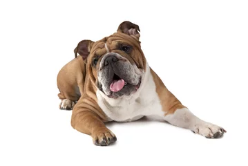 Cercles muraux Chien Portrait of English Bulldog on white background