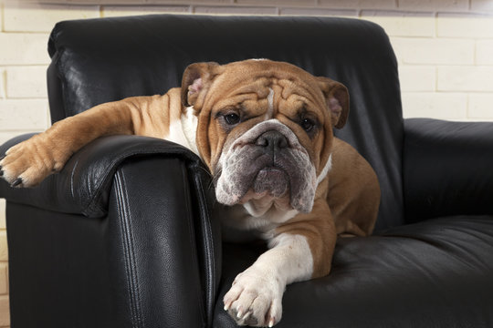 English Bulldog in a black leather chair - Powered by Adobe