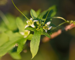White bryony (Bryonia dioica). A perennial climbing vine in the cucumber family (Cucurbitaceae), flowering in the English countryside