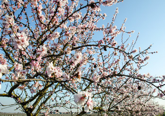 Spring beauty : fragrant almond blossoms :)