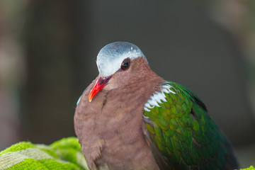 Emerald dove or Green Pigeon