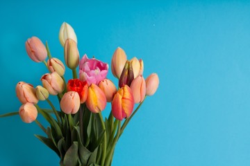 spring tulips background