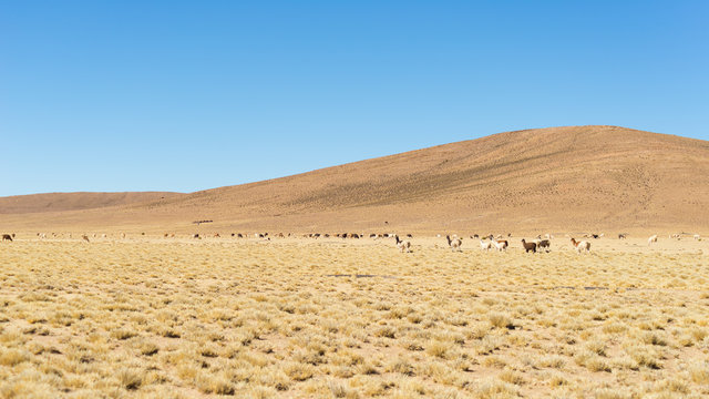 Desertic highlands on the Andes with llamas, Bolivia