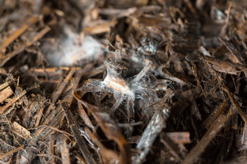 Crop seed with mushroom spores and mycellium threads