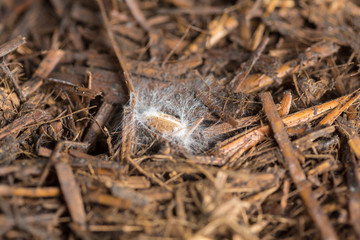 Crop seed with mushroom spores and mycellium threads