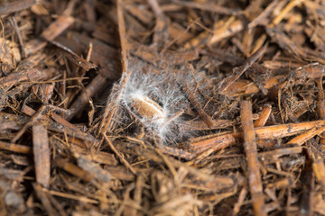 Crop seed with mushroom spores and mycellium threads