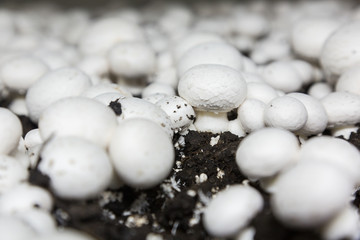 Fresh growing chanpignons on a production