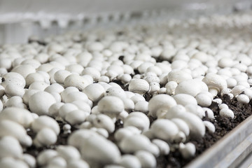 Fresh growing chanpignons on a production