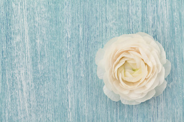 Beautiful ranunculus on blue shabby background, spring flower, vintage card, copy space for text, top view