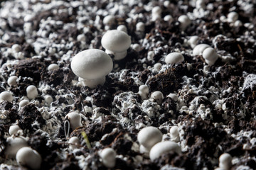 Small baby champignons  in a soil