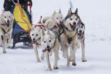 Sled dog