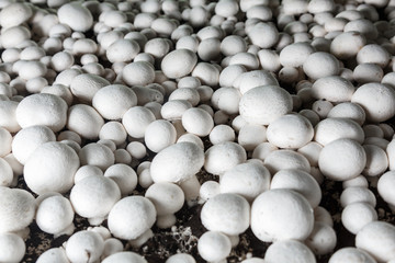 Fresh growing chanpignons on a production