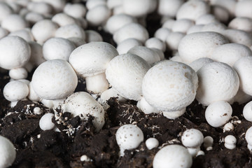 Fresh growing chanpignons on a production