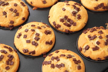 frische Schokomuffins