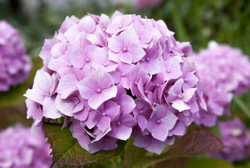 Hydrangea common names hydrangea or hortensia